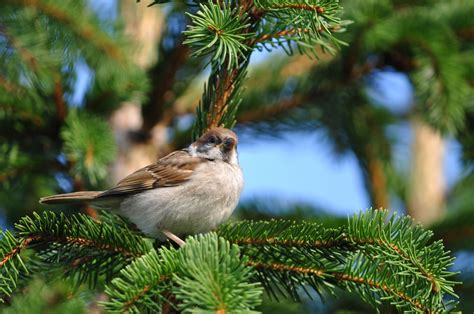 Nature Birds Pine Trees Depth Of Field Sparrows