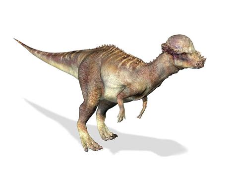 Pachycephalosaurus Dinosaur Photograph By Leonello Calvettiscience