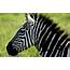 Zebra Wallpapers  HD