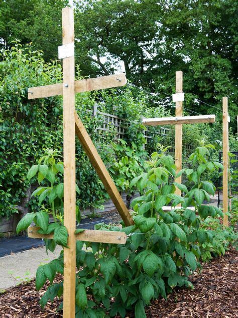 22 Raspberry Trellis Ideas Raspberry Trellis Growing Raspberries