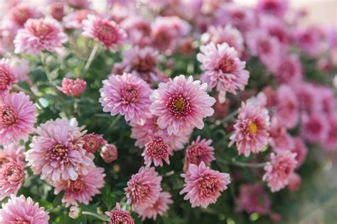 How To Grow Hardy Chrysanthemum Garden Mum