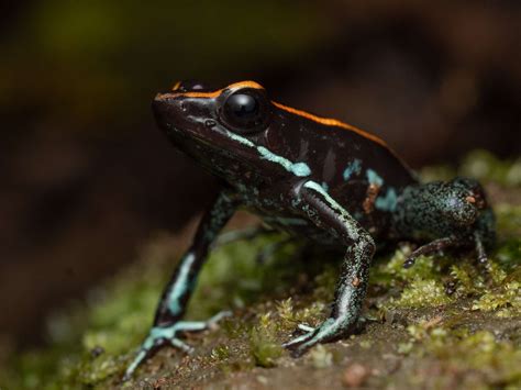 16 Poisonous Frogs That Are Beautiful But Deadly