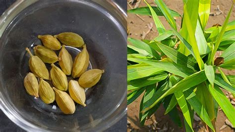 घर पर ही उगाएँ इलायची का पौधा।how To Grow Cardamom Plant From Seedhow