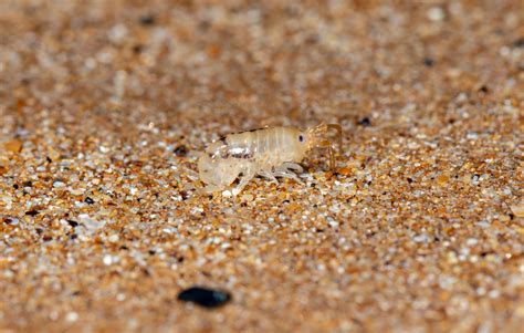 Sand Fleas What Are They How To Avoid Them