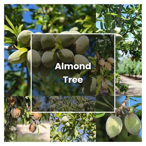 How To Grow Almond Tree Plant Care And Tips Norwichgardener