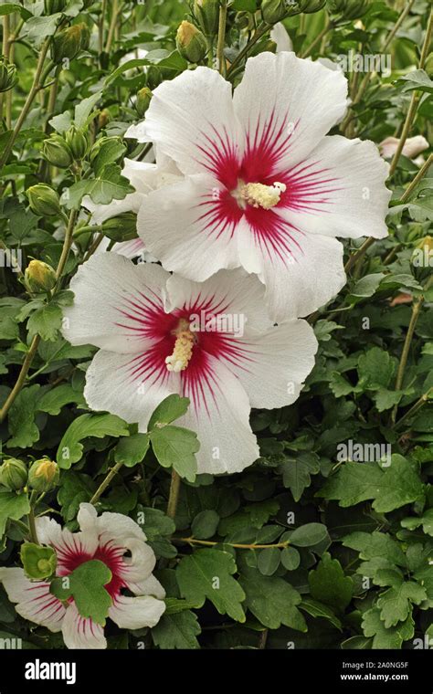 Rose Of Sharon Leaf Hi Res Stock Photography And Images Alamy