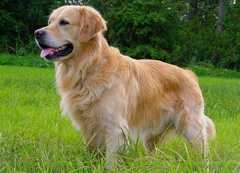 Golden Retriever Dog Breeds Facts Advice And Pictures Mypetzilla Uk