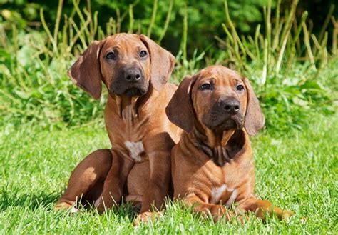Rhodesian Ridgeback Puppies For Sale Akc Puppyfinder