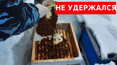 впервые раскопал пчёл зимой и не поверил глазам/ как проходит зимовка ...
