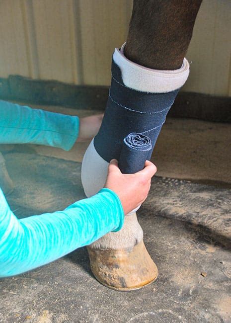 Equine Wound Care Done Right The Horse