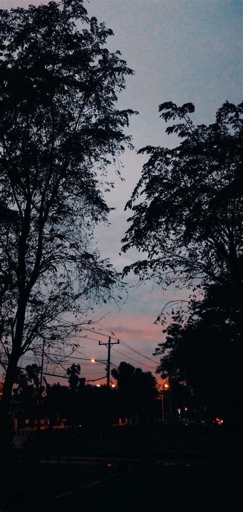 The Trees Are Silhouetted Against An Evening Sky With Street Lights And