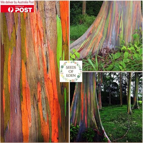 20 Rainbow Eucalyptus Seeds Eucalyptus Deglupta Colourful Bonsai Ebay
