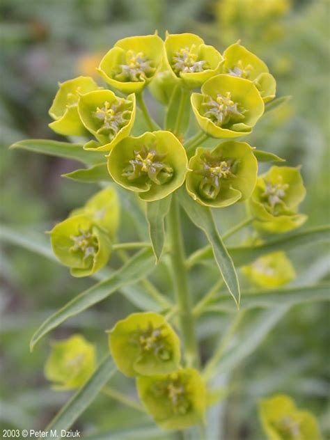 Euphorbia Virgata Leafy Spurge Minnesota Wildflowers