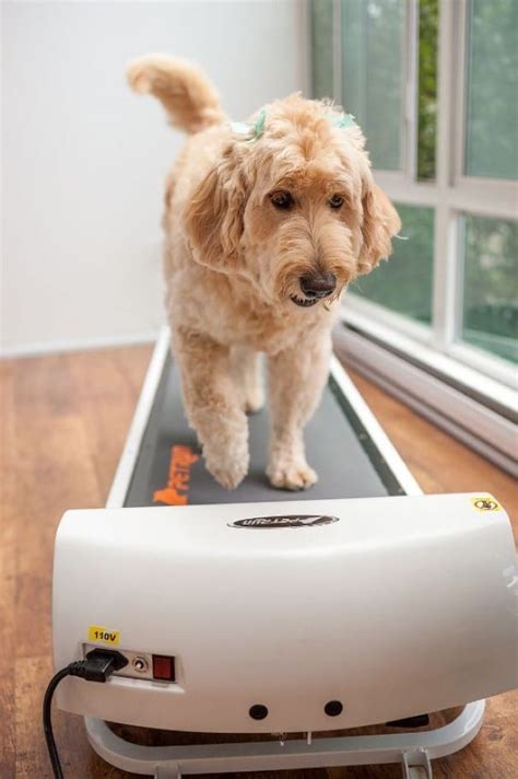 10 Cool Gadgets To Pamper Your Pet Beopeo
