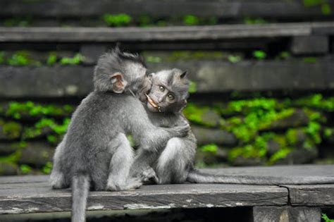 Free Download 70 Gambar Monyet Pelukan Terbaik Gambar