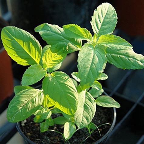 Holy Kaprao Basil Seeds Rama Tulsi Basil Ocimum Sanctum 50 Rare