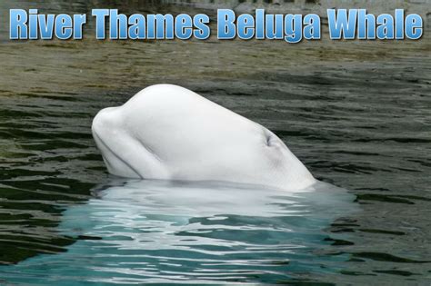 Beluga Whale In The Thames An Arctic Marine Mammal Seen In England