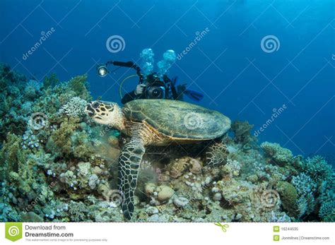 Sea Turtle And Underwater Photographer Stock Image Image