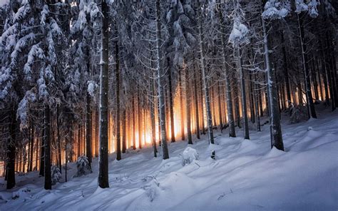 Nature Trees Sunlight Winter Snow Forest Pine Trees Landscape Wallpaper