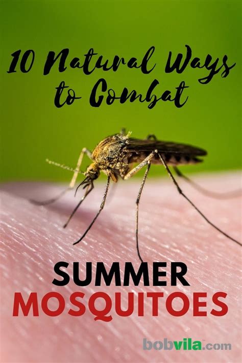 How To Get Rid Of Mosquitoes Bob Vila