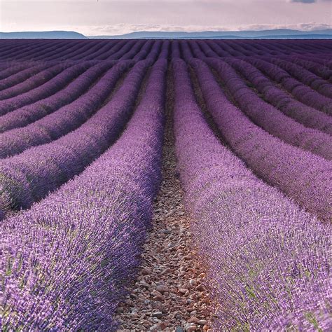 Lavender Field At Sunset By Stocksy Contributor Marilar Irastorza
