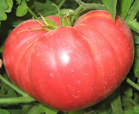 Delicious Heirloom Giant Tomato Seeds Etsy