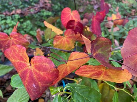 Cercis Canadensis Black Pearl Pp28627 Eastern Redbud Keeping It