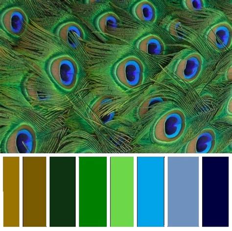 Best 25 Peacock Colors Ideas On Pinterest Purple Coloring Wallpapers Download Free Images Wallpaper [coloring876.blogspot.com]