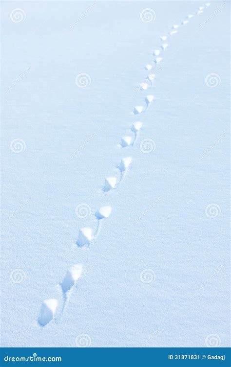 Animal Trail In Snow Stock Image Image Of Blizzard Covered 31871831