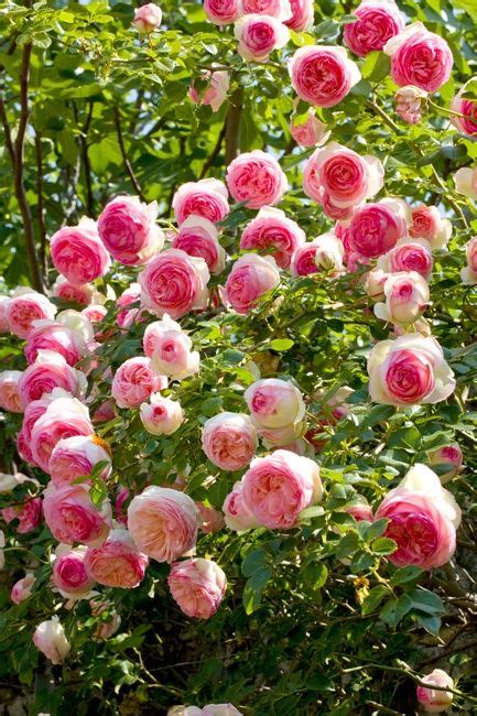 Meilland Pierre De Ronsard Rose Eden Rose Вьющиеся розы Сад роз