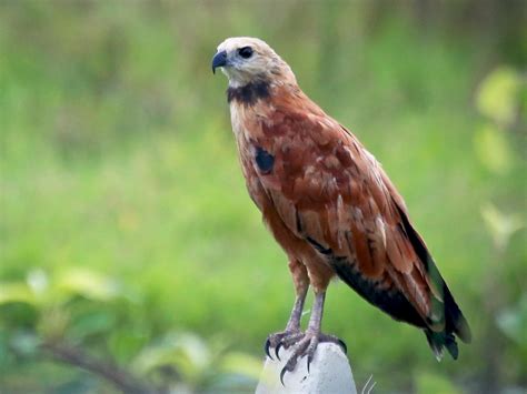 Black Collared Hawk Ebird