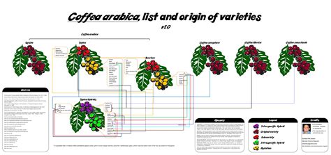 A Guide To Coffee Species Cultivars And Varietals Boardwalk Beans