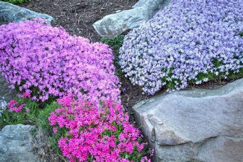 7 Low Maintenance Ground Cover Ideas For A Beautiful Landscape