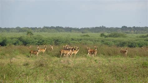 Safari Trip At Baluran National Park
