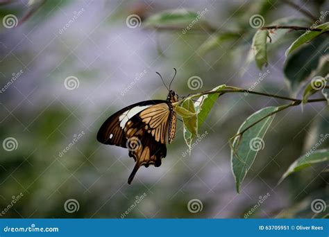 Farfalla Africana Di Coda Di Rondine Immagine Stock Immagine Di