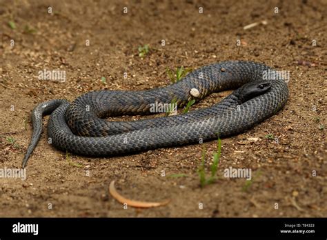 Australian Tiger Snake Hi Res Stock Photography And Images Alamy