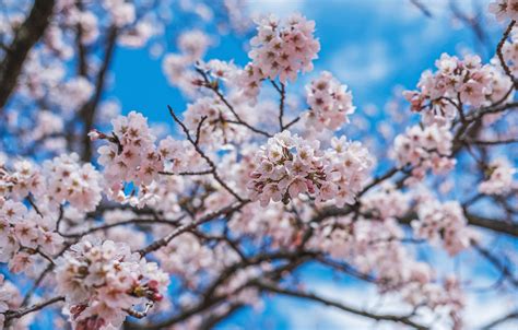 Wallpaper The Sky Flowers Branches Blue Blur Spring Sakura