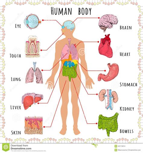 Human Anatomy Clipart 20 Free Cliparts Download Images On Clipground 2024