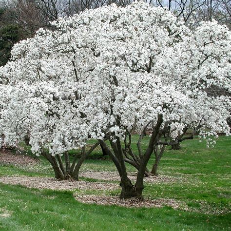 Magnolia Stellata Starry Magnolia Gardenersdream