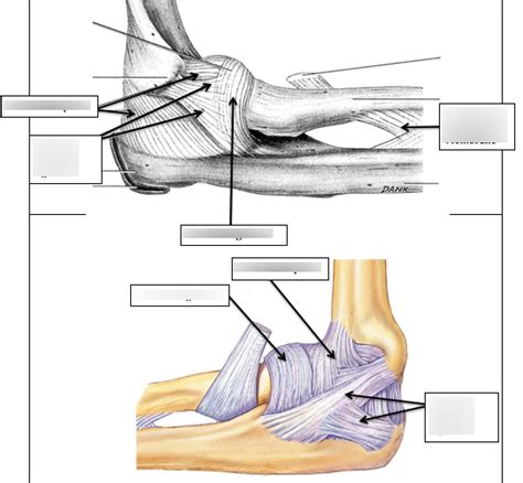 Elbow Joint Diagram Quizlet