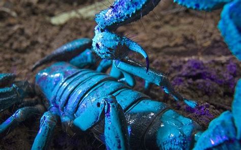 Curiosidades Del Mundo El Misterioso Escorpión Emperador Azul Africano