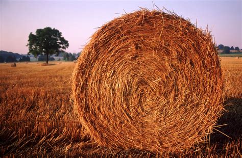 Hay Roll Free Photo Download Freeimages