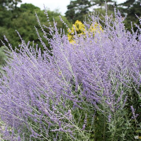 Russian Sage — Green Acres Nursery And Supply