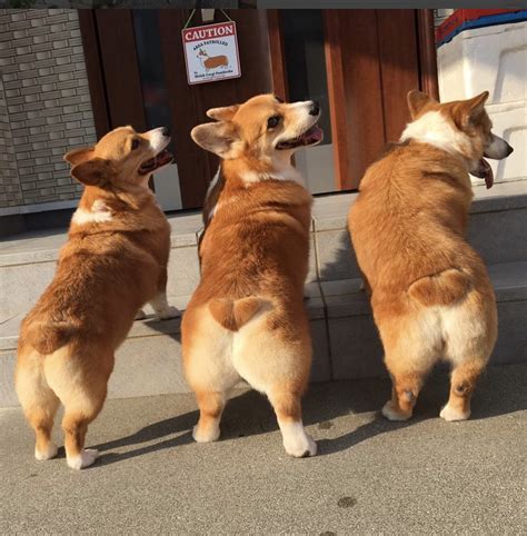 Here Are 50 Corgi Booties From Instagram That Will Give You Life