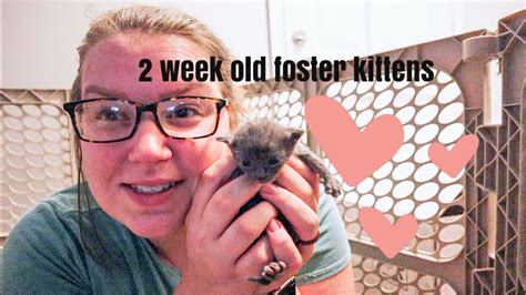 2 Week Old Kitten Care Foster Kittens Cats Insiders