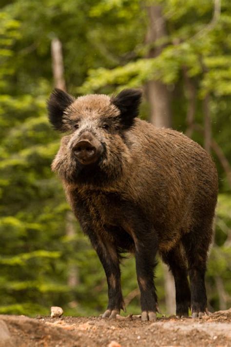 Superbnature Animals Wild Feral Pig Wild Boar