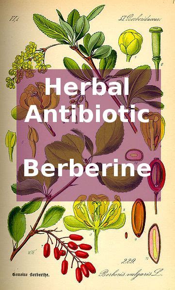 Herbal Antbiotic Berberine Herbalism Herbal Medicine Herbs For Health