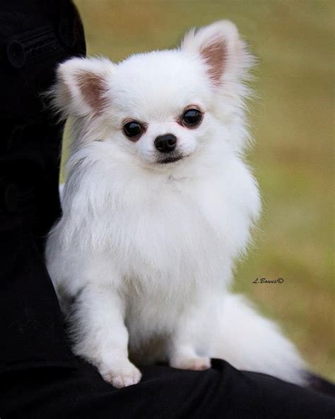 11 Best Chihuahua Pictures Images On Pinterest Long Haired Chihuahua