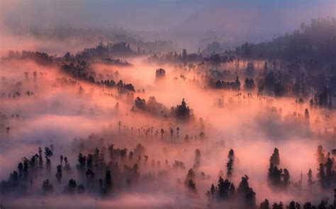 Nature Landscape Valley Mist Forest Sunrise Morning Trees