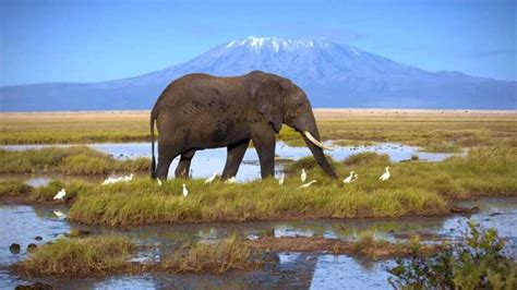 Parque Nacional De Amboseli Safari De 2 Días Getyourguide